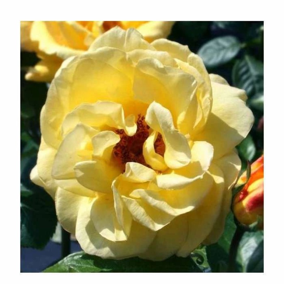 All Ornamental Shrubs * | Arthur Bell' Bush Rose 4L Pot