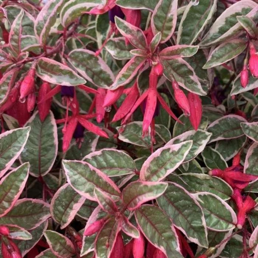 All Ornamental Shrubs * | Fuchsia Sunray | 2 Litre Pot