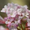 All Ornamental Shrubs * | Viburnum Bodnantense Charles Lamont | 2L Pot