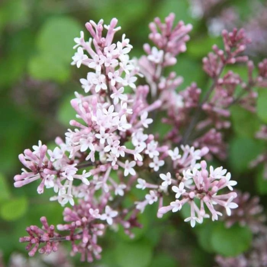 All Ornamental Shrubs * | Syringa Meyeri Palibin | 2L Pot