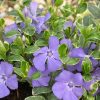 All Ornamental Shrubs * | Vinca Minor Ralph Shugert | 9Cm Pot