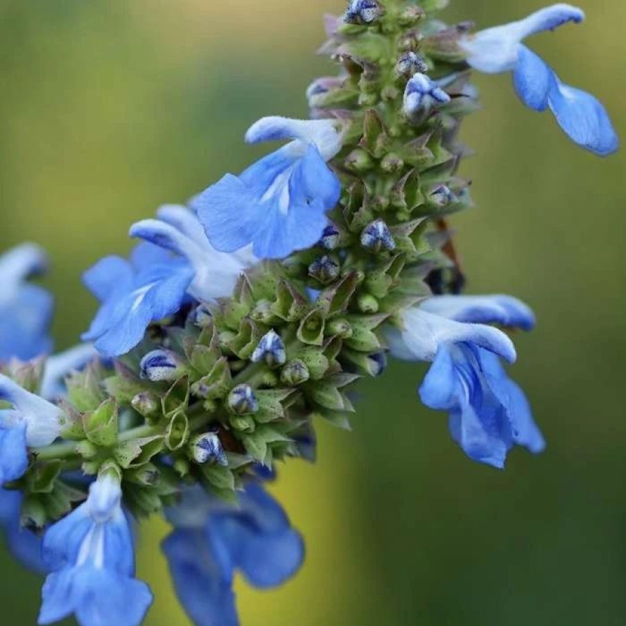 Salvia Plants * | Salvia Uliginosa | 9Cm Pot