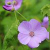 All Ornamental Shrubs * | Corynabutilon X Suntense | 2 Litre Pot