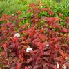 All Ornamental Shrubs * | Physocarpus Opulifolius Diable D'Or ('Mindia') (Pbr) | 2L Pot