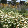 Echinacea Plants * | Echinacea Purpurea White Swan | 9Cm Pot