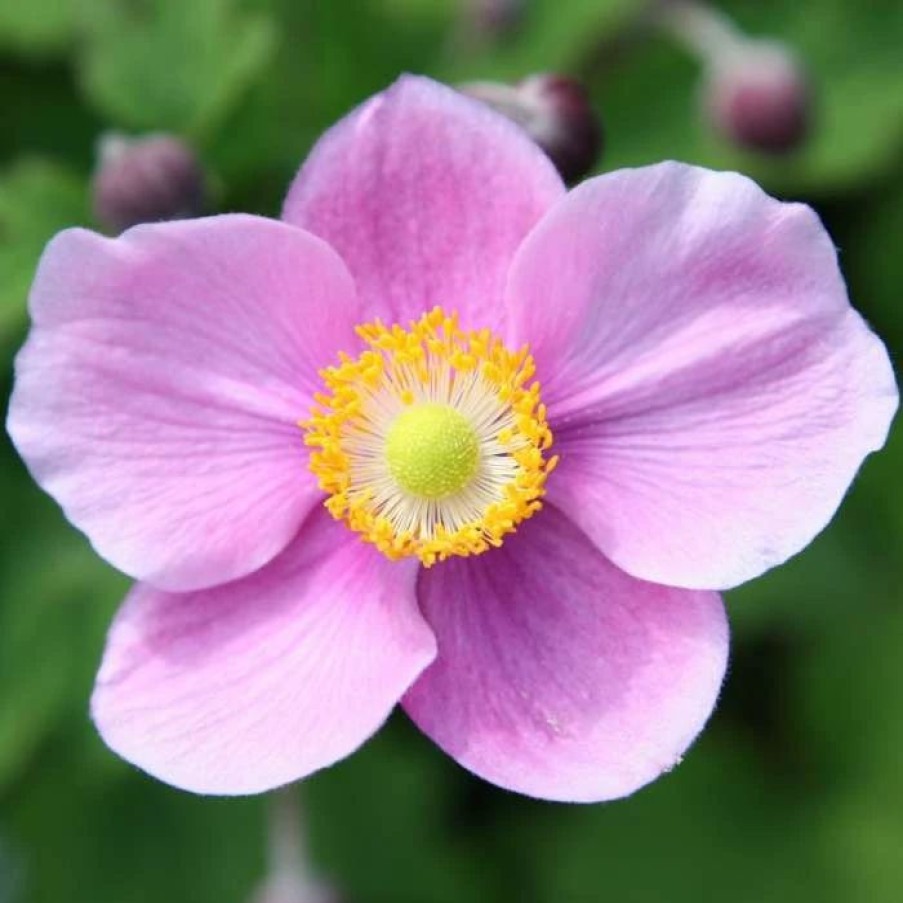 Anemone Plants * | Anemone Hupehensis Var. Japonica Splendens | 9Cm Pot