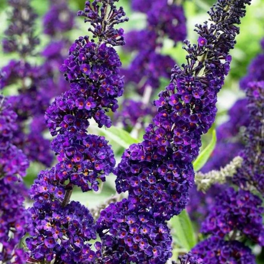 All Ornamental Shrubs * | Buddleja Davidii Black Knight | 2L Pot