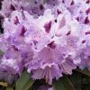 All Ornamental Shrubs * | Rhododendron Blue Jay | 2 Litre Pot