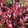 All Ornamental Shrubs * | Leucothoe Scarletta ('Zeblid') | 2L Pot