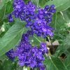 All Ornamental Shrubs * | Caryopteris Clandonensis Heavenly Blue | 2L Pot