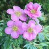 All Ornamental Shrubs * | Potentilla Fruticosa Pink Beauty | 2L Pot