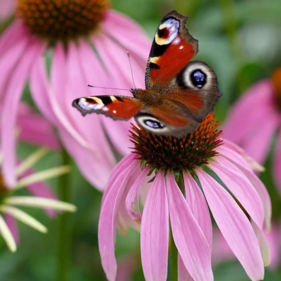 Echinacea Plants * | Echinacea Purpurea | 9Cm Pot