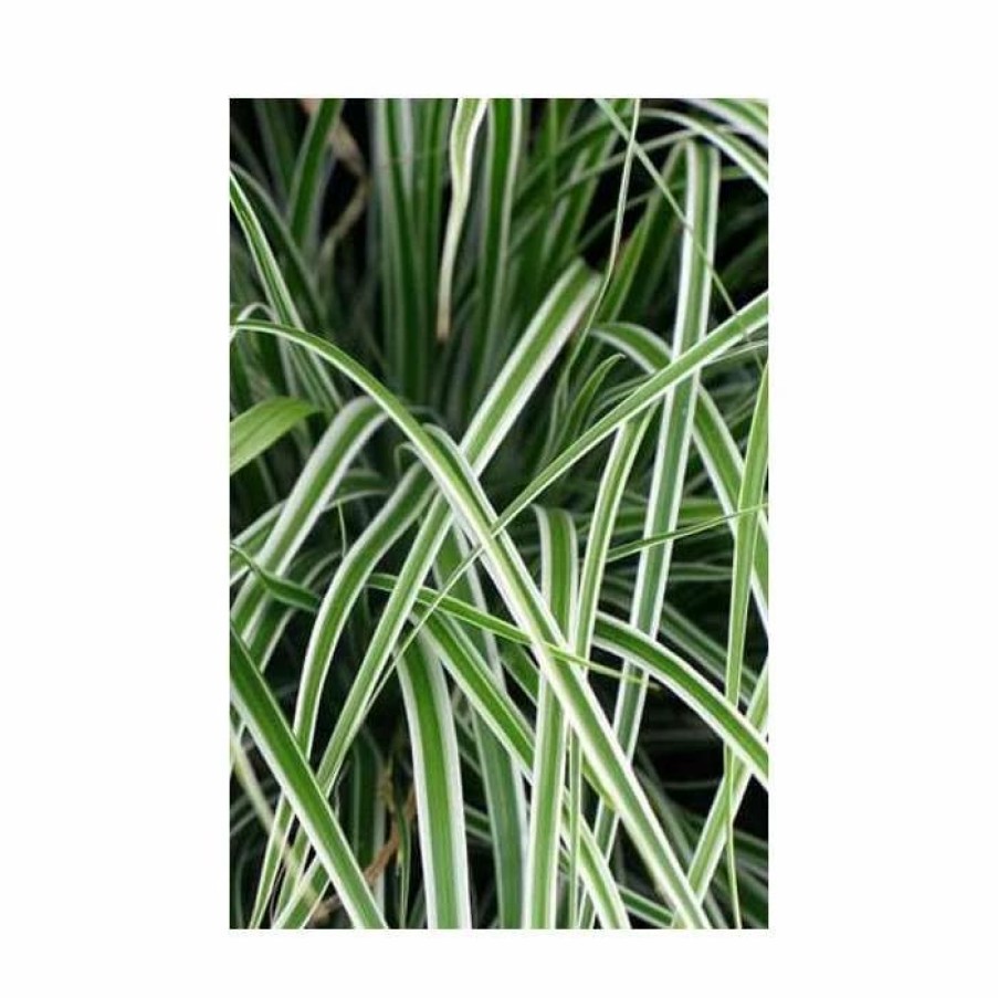 All Ornamental Shrubs * | Japanese Sedge 'Everest' | Carex Oshimensis Everest 'Fiwhite' | 2L Pot