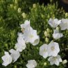 Campanula Plants * | Campanula Carpatica F. Alba Weisse Clips | 9Cm Pot