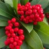 All Ornamental Shrubs * | Skimmia Japonica Nymans | 2L Pot