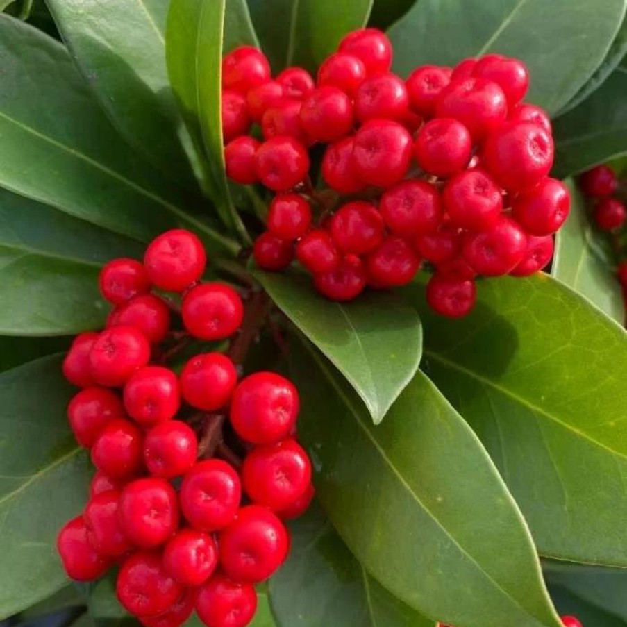 All Ornamental Shrubs * | Skimmia Japonica Nymans | 2L Pot