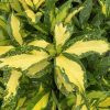 All Ornamental Shrubs * | Aucuba Japonica Picturata | 2 Litre Pot