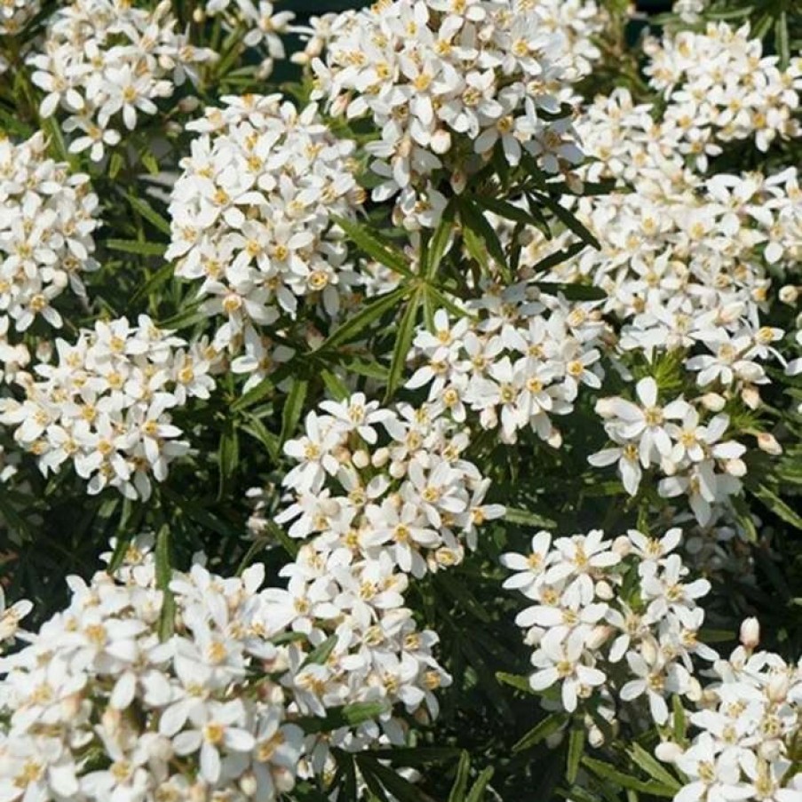 All Ornamental Shrubs * | Choisya X Dewitteana White Dazzler ('Londaz') (Pbr) | 2 Litre Pot