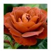 All Ornamental Shrubs * | Hot Chocolate' Bush Rose 4L Pot