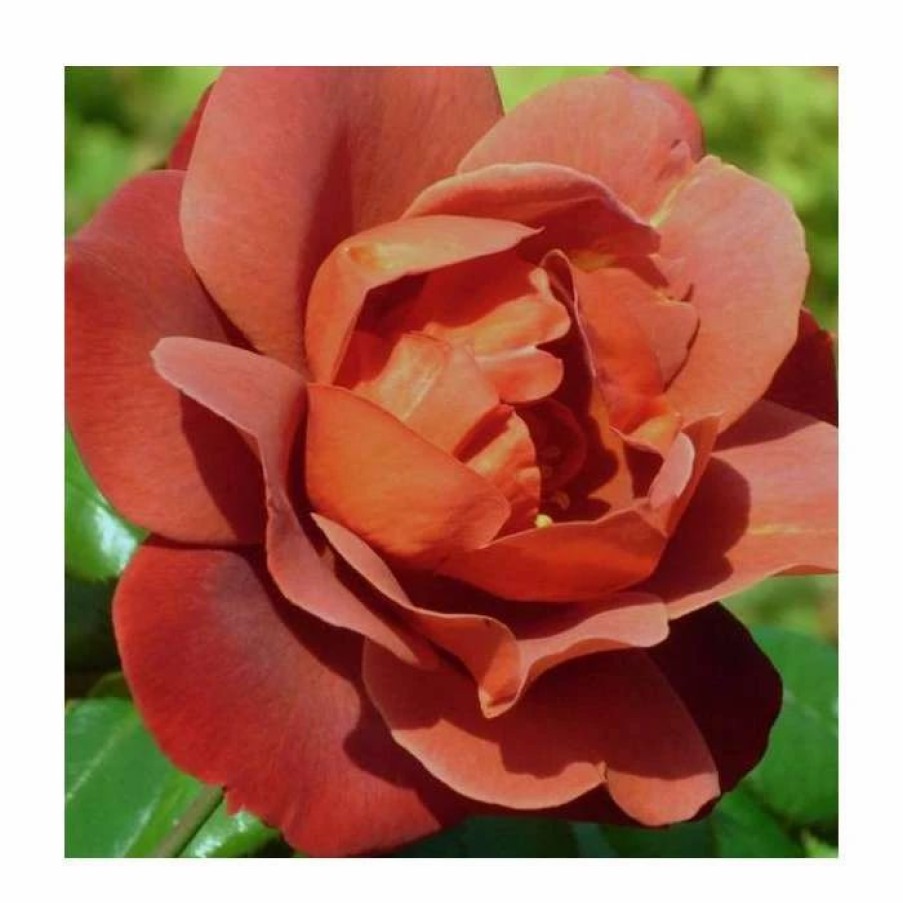 All Ornamental Shrubs * | Hot Chocolate' Bush Rose 4L Pot