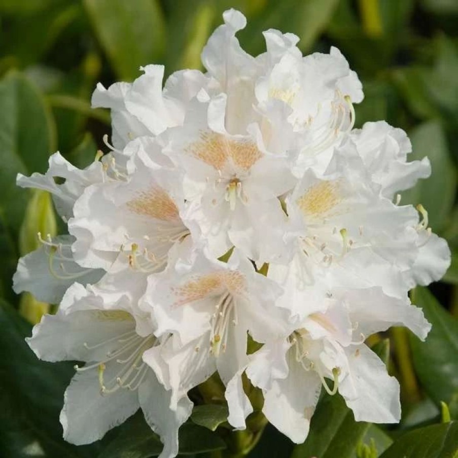 All Ornamental Shrubs * | Rhododendron Cunningham'S White | 12 Lt Pot