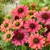 Echinacea Plants * | Echinacea Evolution Colorific ('Balevoeen') (Pbr) | 9Cm Pot