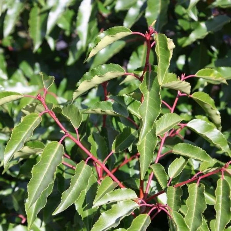 All Ornamental Shrubs * | Prunus Lusitanica | 12 Lt Pot