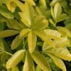 All Ornamental Shrubs * | Choisya Ternata Sundance ('Lich') | 10 Lt Pot