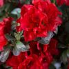 All Ornamental Shrubs * | Rhododendron Encore Autumn Fire ('Roblez') (Pbr) (Encore Azalea Series) | 3 Litre Pot