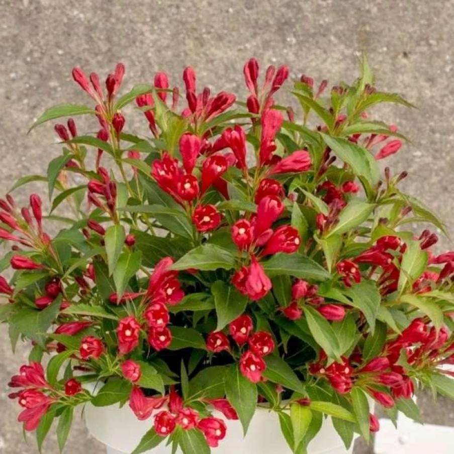 All Ornamental Shrubs * | Weigela All Summer Red ('Slingco1') (Pbr) | 2L Pot