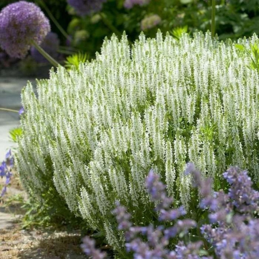 Salvia Plants * | Salvia Sylvestris Schneehugel | 9Cm Pot