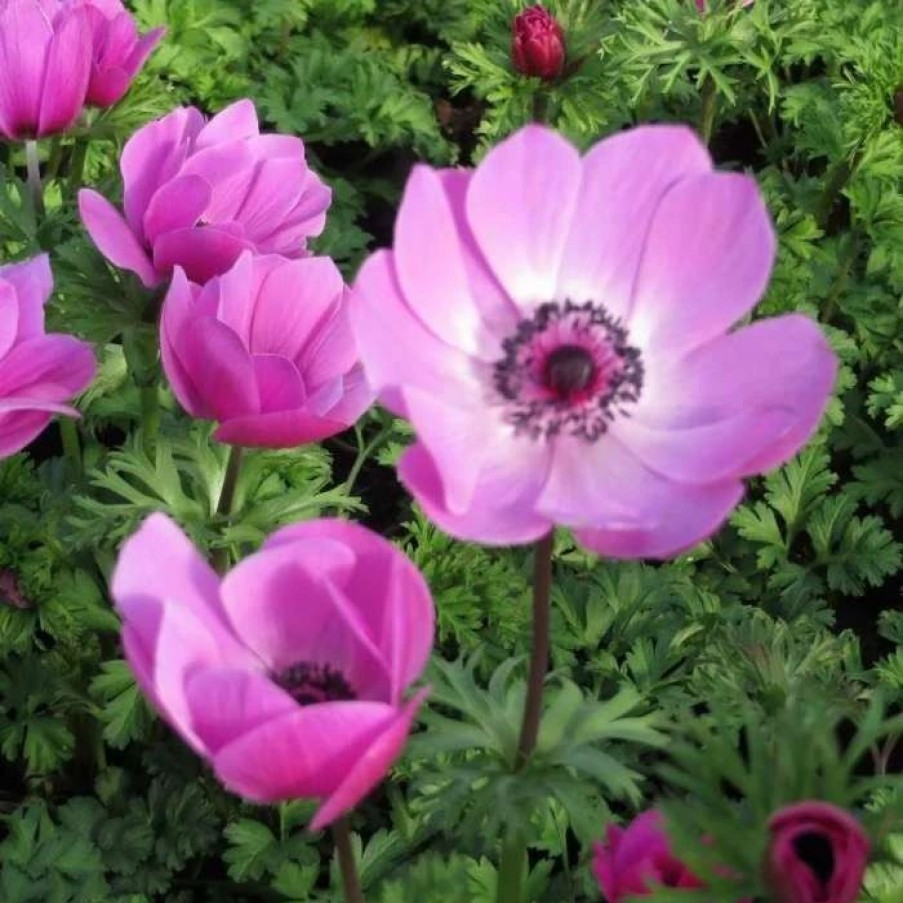 Anemone Plants * | Anemone Coronaria Harmony Orchid (Harmony Series) | 2 Litre Pot