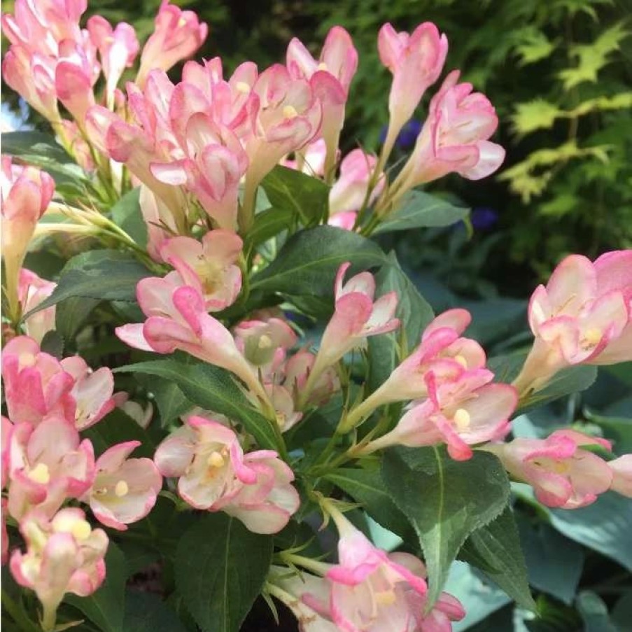 All Ornamental Shrubs * | Weigela All Summer Peach ('Slingpink') (All Summer Series) | 2L Pot