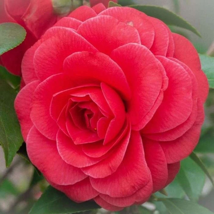 All Ornamental Shrubs * | Camellia Black Lace | 10 Lt Pot