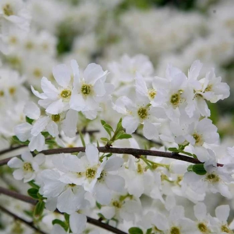 All Ornamental Shrubs * | Exochorda Macrantha The Bride | 12L Pot