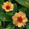 All Ornamental Shrubs * | Potentilla Tonguei | 9Cm Pot