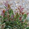 All Ornamental Shrubs * | Leucothoe Firestar ('Rant01') (Pbr) | 2L Pot