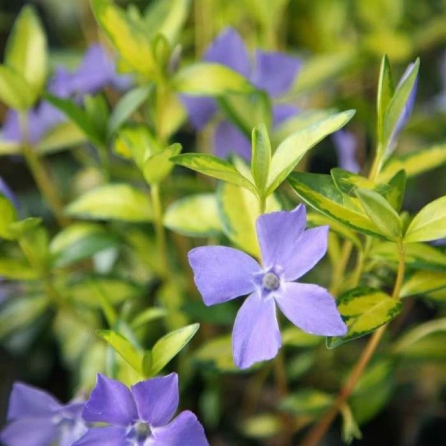 All Ornamental Shrubs * | Vinca Minor Illumination | 9Cm Pot