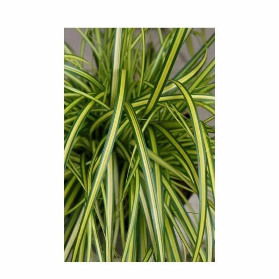 All Ornamental Shrubs * | Japanese Sedge 'Eversheen' | Carex Oshimensis 'Eversheen' | 2L Pot