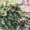 All Ornamental Shrubs * | Pittosporum Tenuifolium Godsmarks Green ('Heamark') (Pbr) | 2 Litre Pot