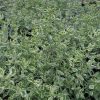 All Ornamental Shrubs * | Prostanthera Ovalifolia Variegata | 2L Pot