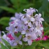 Campanula Plants * | Campanula Lactiflora | 2L Pot