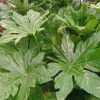 All Ornamental Shrubs * | Fatsia Japonica | 2L Pot