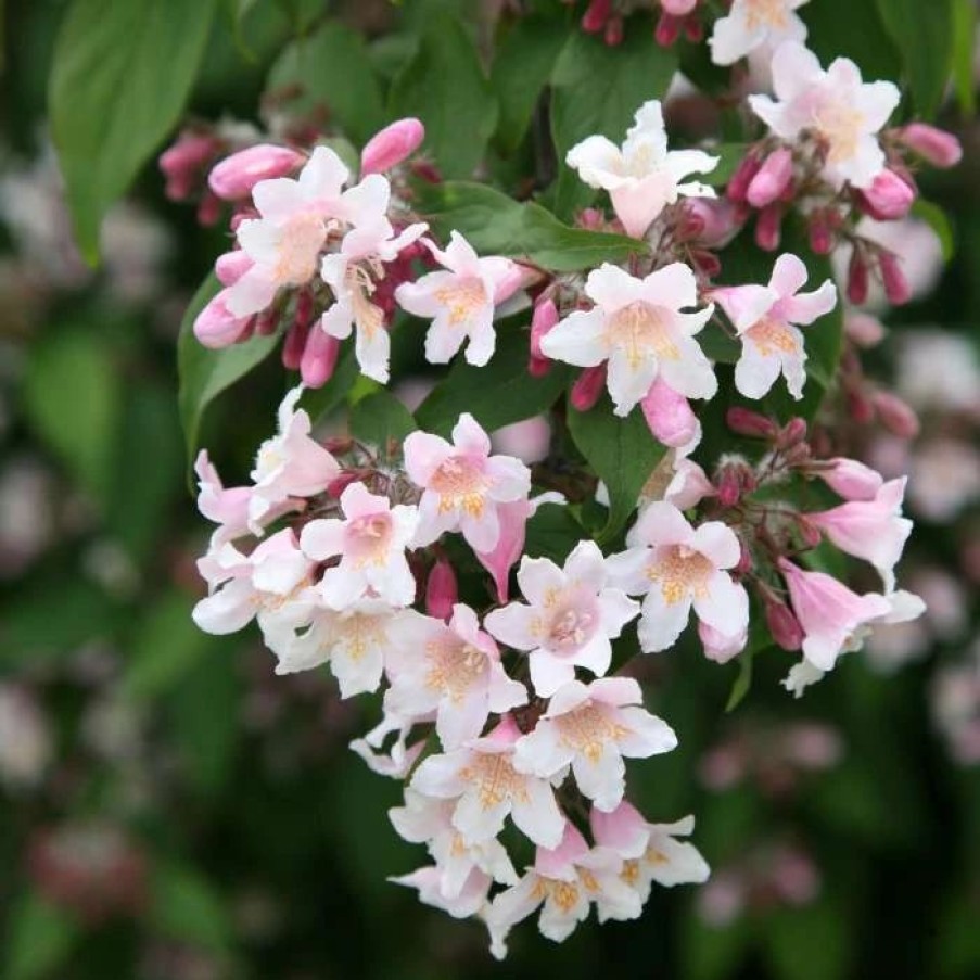 All Ornamental Shrubs * | Kolkwitzia Amabilis Pink Cloud | 2L Pot