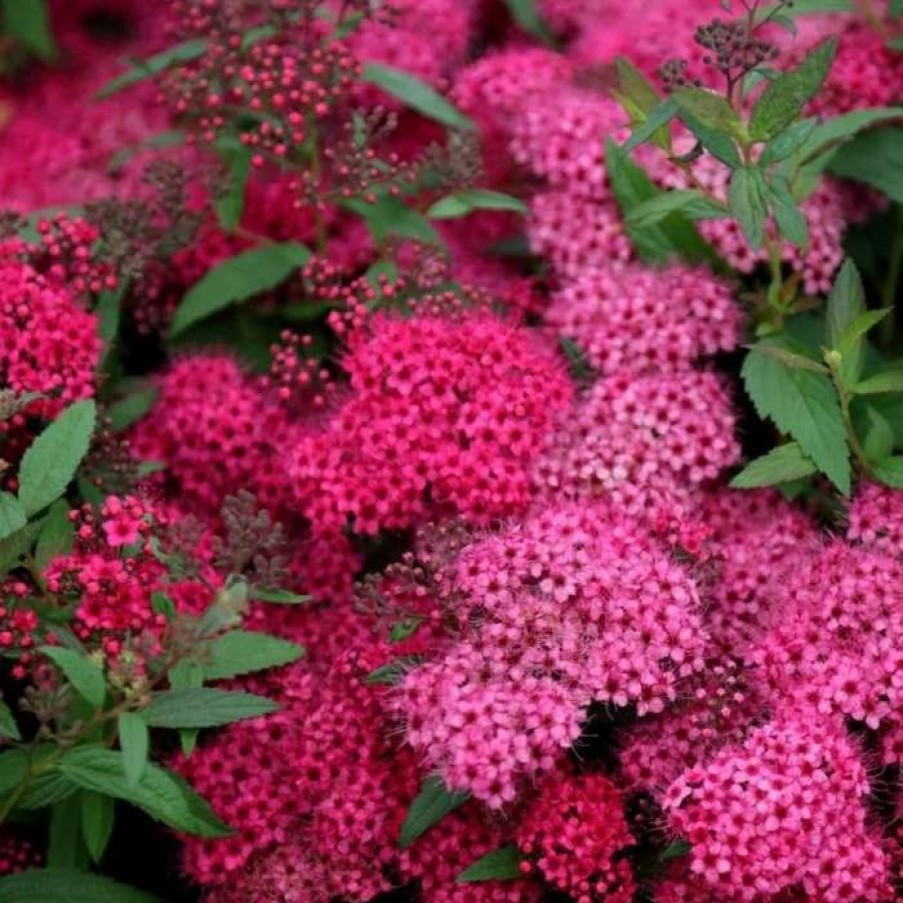 All Ornamental Shrubs * | Spiraea Japonica Anthony Waterer | 2L Pot