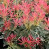 All Ornamental Shrubs * | Pieris Flaming Silver | 2 Litre Pot