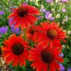 Echinacea Plants * | Echinacea Hot Lava (Pbr) | 9Cm Pot