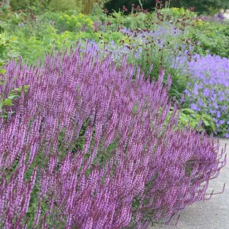 Salvia Plants * | Salvia Nemorosa Amethyst | 2L Pot