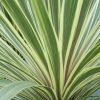 All Ornamental Shrubs * | Cordyline Australis Torbay Dazzler | 7.5Lt Pot