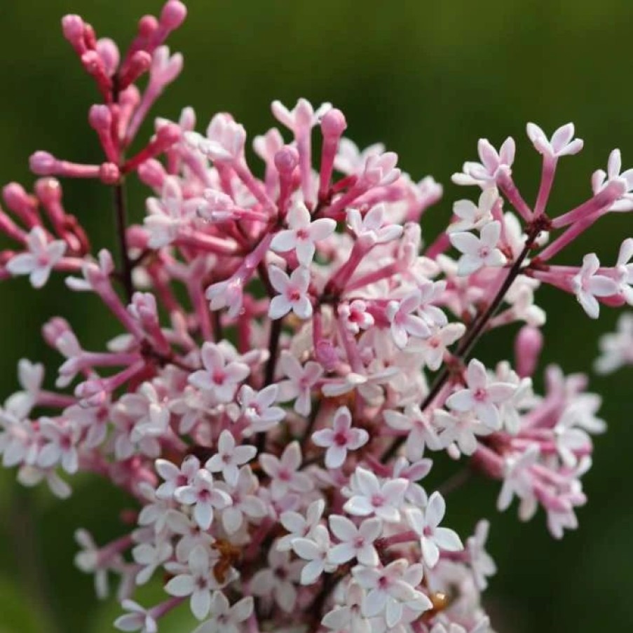 All Ornamental Shrubs * | Syringa Pubescens Subsp. Microphylla Superba | 12L Pot